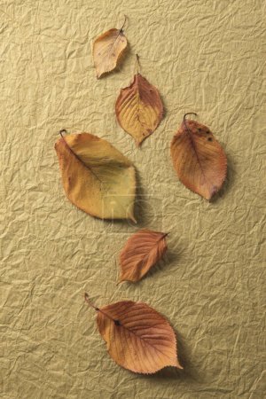 Photo for Yellow leaves on the background of a concrete wall. - Royalty Free Image