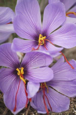 Téléchargez les photos : Belles fleurs violettes sur fond de nature - en image libre de droit