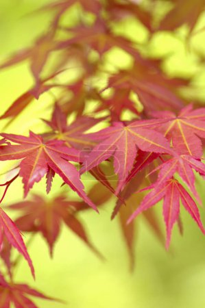 Foto de Vista de cerca de las hojas de arce rojo en el parque de otoño - Imagen libre de derechos