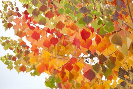 Foto de Detalle de hojas de otoño coloridas - Imagen libre de derechos
