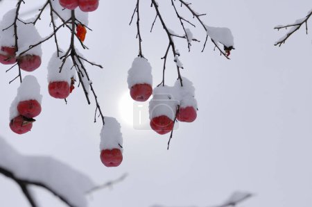 Foto de Bayas rojas congeladas en rama, cubiertas de nieve - Imagen libre de derechos