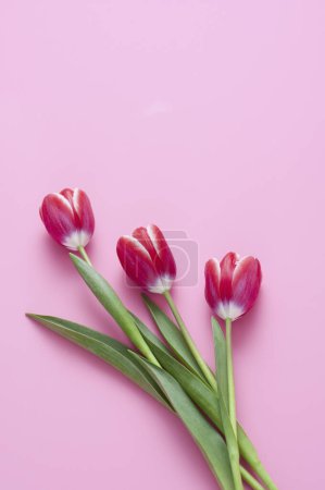 Foto de Vista superior de hermosas flores tulipanes sobre fondo rosa - Imagen libre de derechos
