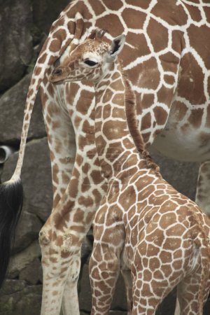 Téléchargez les photos : Vue rapprochée de belles girafes dans le zoo - en image libre de droit