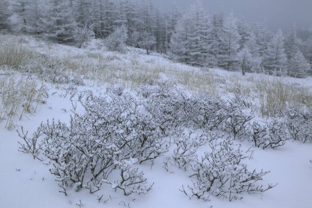 Téléchargez les photos : Arbres couverts de neige dans la forêt - en image libre de droit