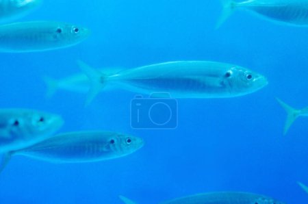 Foto de Foto submarina con peces nadando en el acuario - Imagen libre de derechos