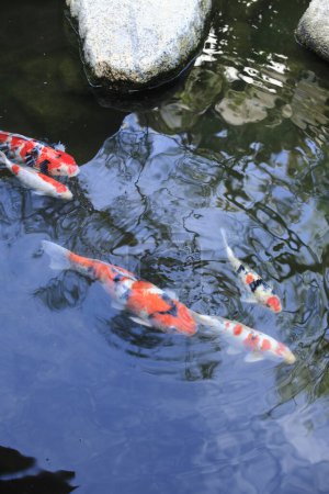 Téléchargez les photos : Japonais carpe carpe poisson nager dans l'eau - en image libre de droit