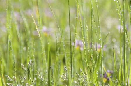 Téléchargez les photos : Fleurs colorées dans la prairie verte d'été - en image libre de droit