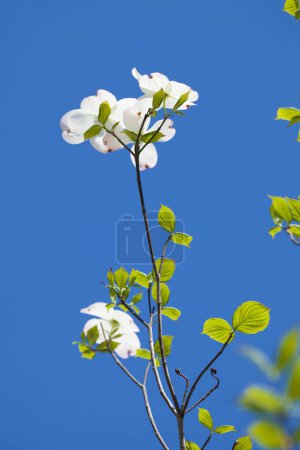 Foto de Hermosas flores en un árbol contra el cielo azul - Imagen libre de derechos