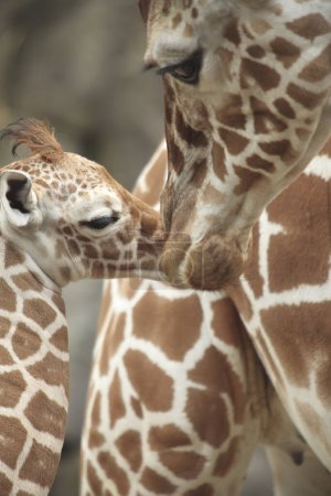 Téléchargez les photos : Vue rapprochée de belles girafes dans le zoo - en image libre de droit