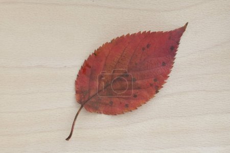 Téléchargez les photos : Vue rapprochée de la feuille d'automne brillante sur le fond en bois - en image libre de droit