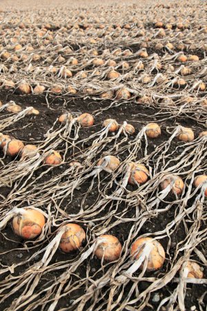 Téléchargez les photos : Champ agricole avec récolte d'oignons mûrs - en image libre de droit