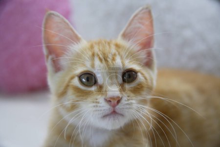 Foto de Retrato de lindo gatito en casa - Imagen libre de derechos
