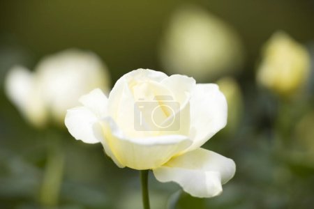 Foto de Flor de rosa de jardín blanco fresco - Imagen libre de derechos