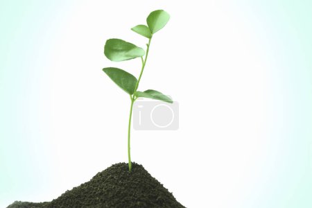 Photo for Small green sprout on white background, ecology protection - Royalty Free Image