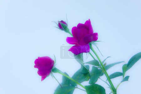 Foto de Hermosas flores de rosas en el jardín - Imagen libre de derechos