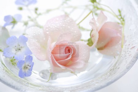 Foto de Primer plano de hermosos pétalos de rosa húmeda con gotas de agua - Imagen libre de derechos