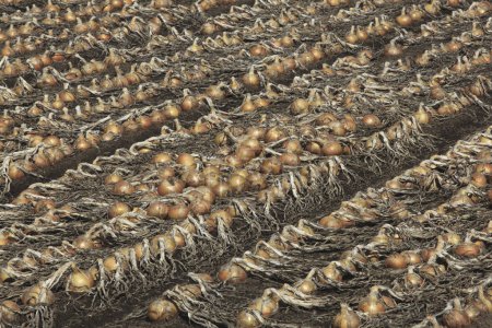 Téléchargez les photos : Rangées de bulbes d'oignon dans le domaine agricole - en image libre de droit