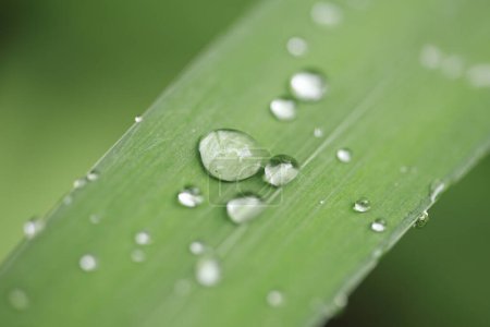 Photo for Green leaf with drops of dew - Royalty Free Image