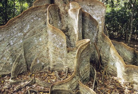 Photo for Close up view of big tree root at Okinawa. Saki Shimasu Ohno - Royalty Free Image