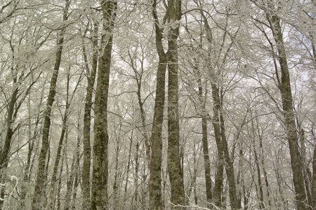 Foto de Un bosque cubierto de nieve sobre fondo natural - Imagen libre de derechos