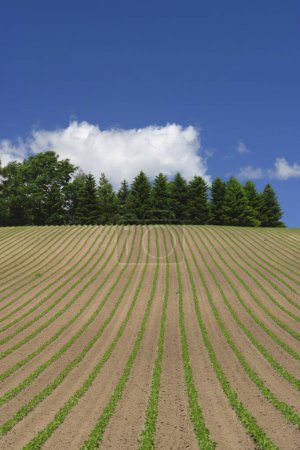 Téléchargez les photos : Belle vue sur le champ agricole à la campagne par une journée ensoleillée - en image libre de droit