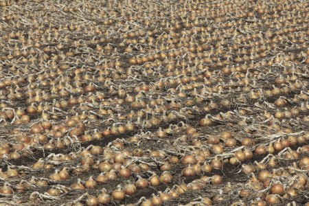 Foto de Filas de bulbos de cebolla en el campo agrícola - Imagen libre de derechos