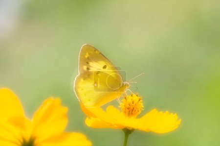 Téléchargez les photos : Beau papillon sur fleur orange vif, vue rapprochée - en image libre de droit