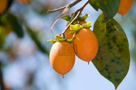 fresh   wampee fruits on a tree on nature background