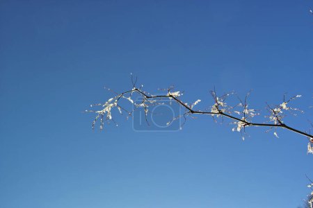 Foto de Una rama de árbol con nieve en ella contra un cielo azul - Imagen libre de derechos