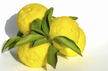 Photo for Fresh ripe lemons with green leaves on white background - Royalty Free Image