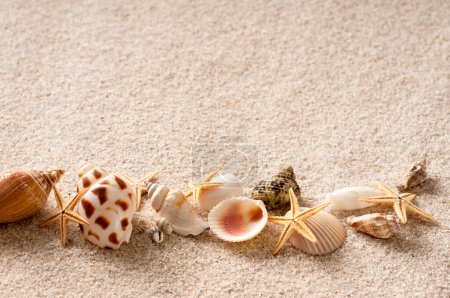 Foto de Conchas marinas de verano sobre fondo de playa de arena - Imagen libre de derechos