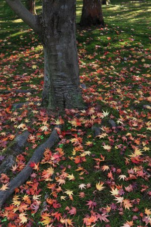 Foto de Hojas de otoño en el parque, la temporada de otoño flora - Imagen libre de derechos