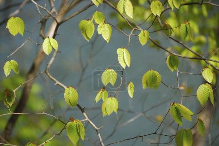Téléchargez les photos : Vue rapprochée des feuilles vertes fond naturel - en image libre de droit