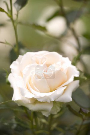 Photo for Blossom of fresh white garden rose - Royalty Free Image