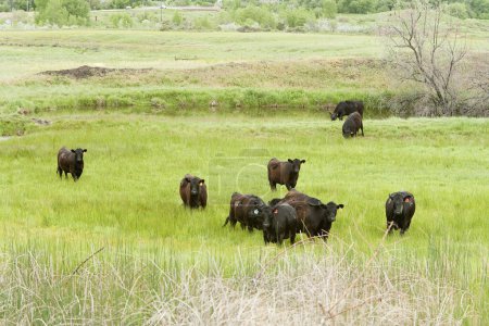 Foto de Vacas pastando en la granja durante el día - Imagen libre de derechos