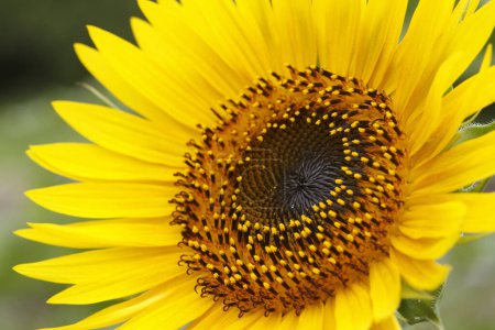 Photo for Close up of yellow sunflower with green leaves - Royalty Free Image