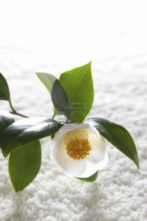 Téléchargez les photos : Motif abstrait de gravier zen avec fleur de jasmin - en image libre de droit