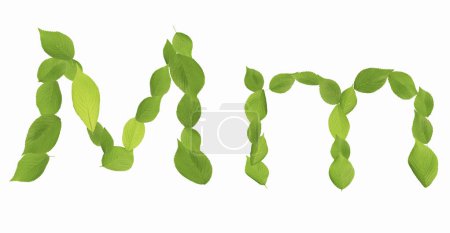 M letter made of green leaves isolated on white background    