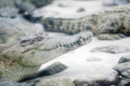 Photo for Wild crocodiles on nature background, close up - Royalty Free Image