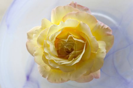 Photo for Yellow rose flower in vase on background, close up - Royalty Free Image