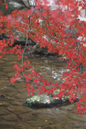 Foto de Árbol de otoño deja un río, la flora temporada de otoño - Imagen libre de derechos