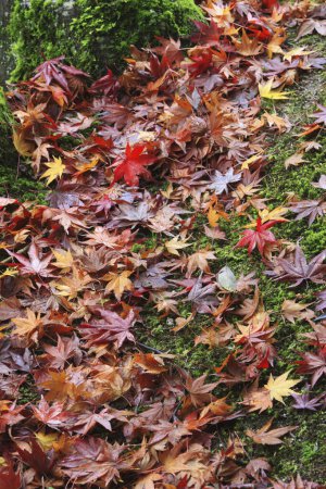 Foto de Hojas de otoño en el parque, la temporada de otoño flora - Imagen libre de derechos