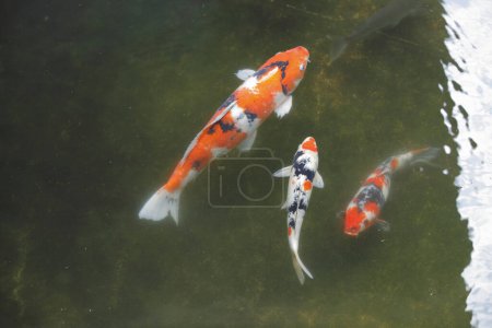 japanese koi carp fish swim in water 
