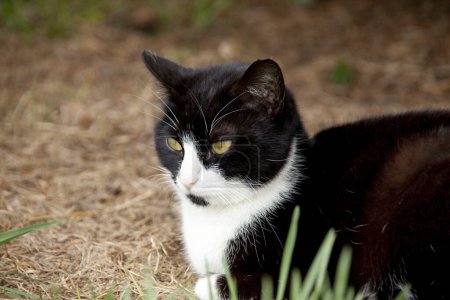 Téléchargez les photos : Mignon chat noir sur fond, gros plan - en image libre de droit