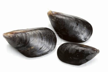 Photo for Fresh mussels isolated on white background - Royalty Free Image