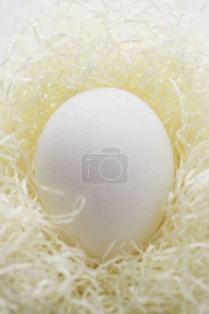 Téléchargez les photos : Oeuf dans un nid blanc, gros plan - en image libre de droit