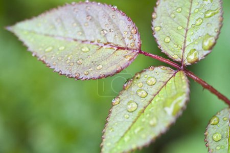 Téléchargez les photos : Vue rapprochée des feuilles vertes avec des gouttes d'eau après la pluie - en image libre de droit