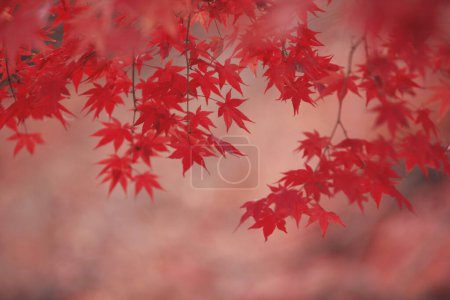 Foto de Vista de cerca de hermosas hojas brillantes de otoño en el parque. temporada de otoño - Imagen libre de derechos