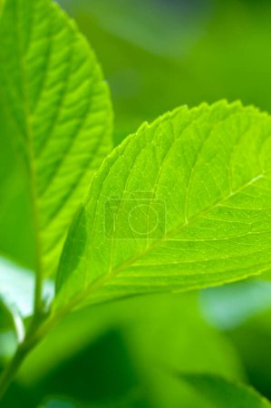 Foto de Vista de cerca de hojas de menta verde fresca, flora y follaje - Imagen libre de derechos