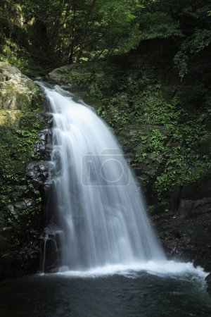 Foto de Una cascada en medio de un bosque - Imagen libre de derechos